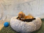 Teckel puppy’s, Dieren en Toebehoren, Honden | Teckels en Dashonden, Parvo, Standaard, Reu, 8 tot 15 weken