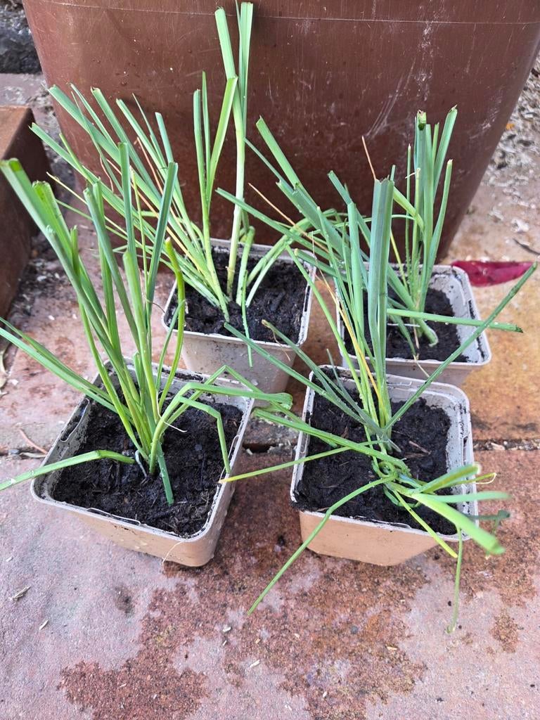 Prei & tomatenplantjes, Tuin en Terras, Ophalen, Eenjarig, Groenteplanten, Volle zon