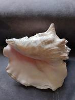 Schelp, Verzamelen, Mineralen en Fossielen, Ophalen of Verzenden, Schelp(en)