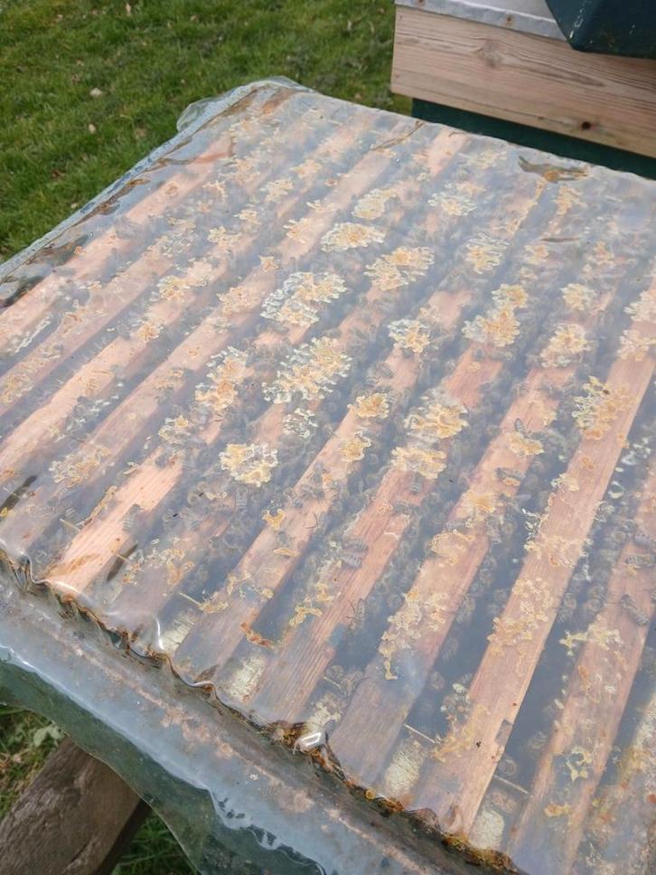 Carnica bijenvolken, Dieren en Toebehoren, Insecten en Spinnen, Bijen