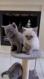 Britse korthaar kittens, Meerdere dieren, 0 tot 2 jaar