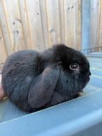 Dwerghangoor man, Dieren en Toebehoren, Konijnen, Mannelijk