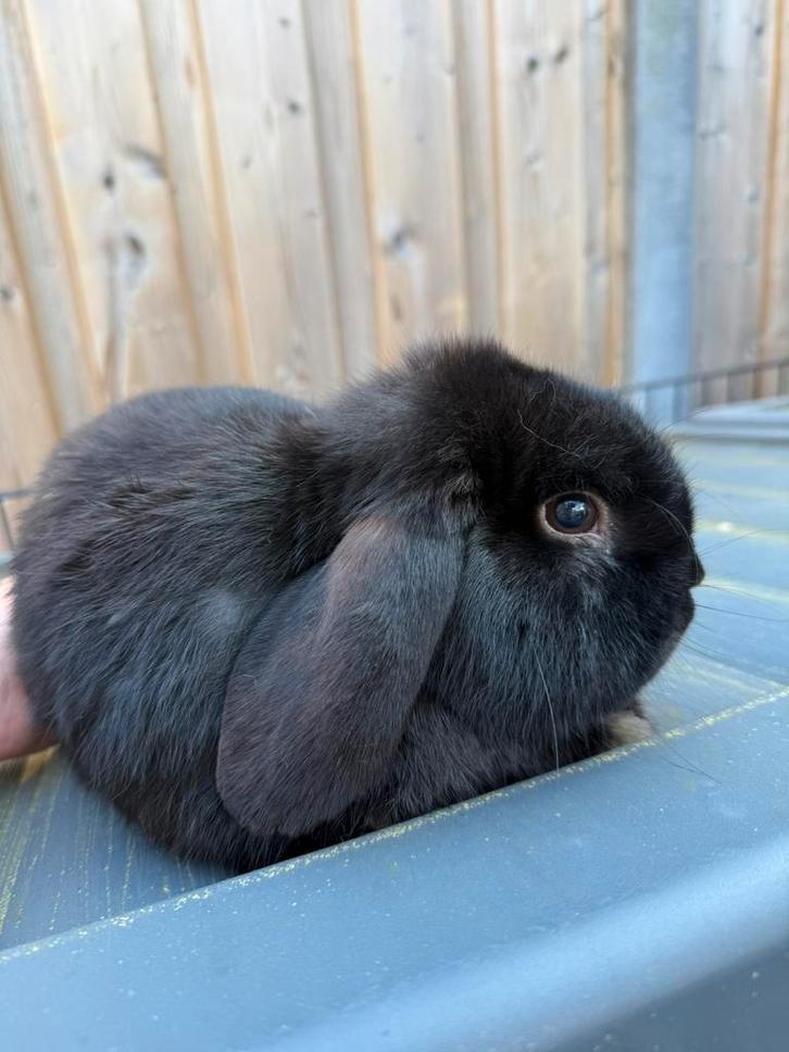 Dwerghangoor man, Dieren en Toebehoren, Konijnen, Mannelijk