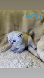 BRITSE KORTHAAR BLUE POINT kittens🐱🐾, Dieren en Toebehoren, Meerdere dieren