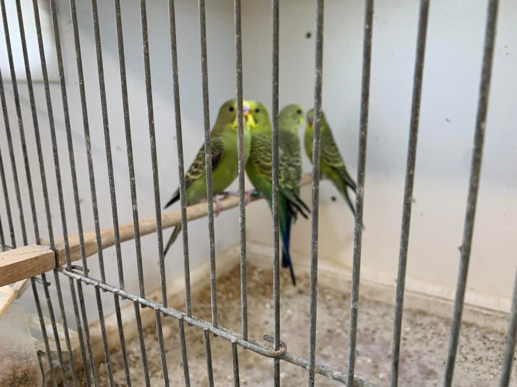 Jonge grasparkieten, Dieren en Toebehoren, Vogels | Parkieten en Papegaaien, Meerdere dieren, Parkiet