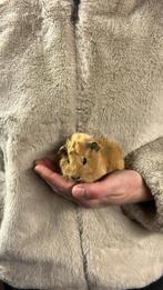 California cavia’s, Dieren en Toebehoren, Knaagdieren, Cavia, Februari, Meerdere dieren, Tam