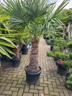 Trachcarpus Fortunei Palmboom - 80cm Stam, Ophalen