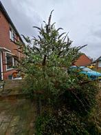 Gratis prachtige paarse vlinderstruik, Tuin en Terras, Planten | Tuinplanten, Ophalen, Overige soorten, Volle zon