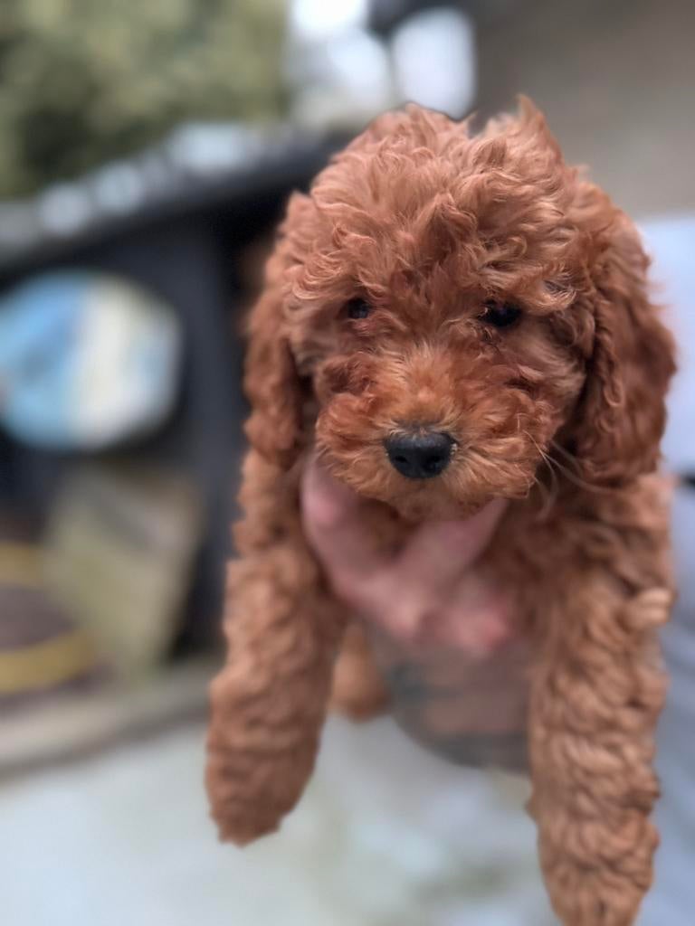 4 prachtige rode dwergpoedels, Poedel, 8 tot 15 weken, Parvo, Meerdere