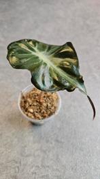 Alocasia Venom, Ophalen of Verzenden, Halfschaduw, Minder dan 100 cm