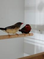 Koppel tijgervinkjes, Meerdere dieren