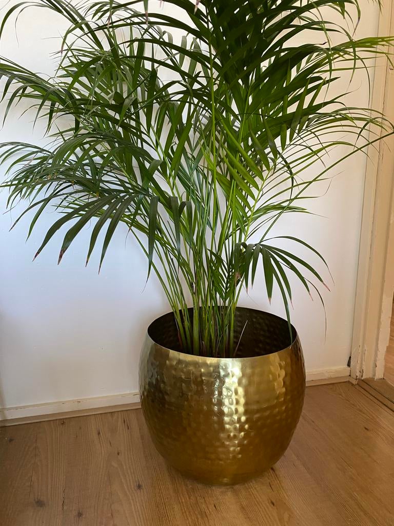 Gouden plantenbak, Ophalen, Overige materialen, Gebruikt, Minder dan 60 cm
