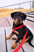 Rottweiler, Parvo, 15 weken tot 1 jaar, Teef, Eén hond