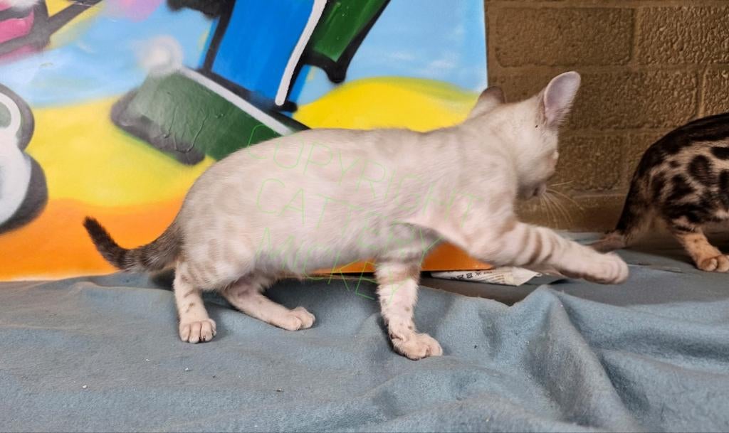 Bengaal kitten meisje uitzonderlijk mooi SEAL lynx, Poes, Gechipt, 0 tot 2 jaar