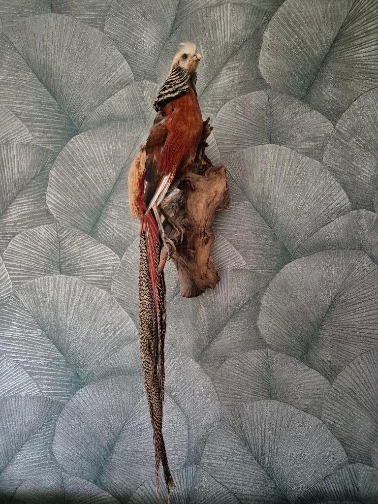 Opgezette goudfazant, Ophalen