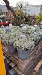 Lavendel top kwalitet grote pot top wortel top prijs 7,95, Volle zon, Vaste plant, Zomer, Ophalen