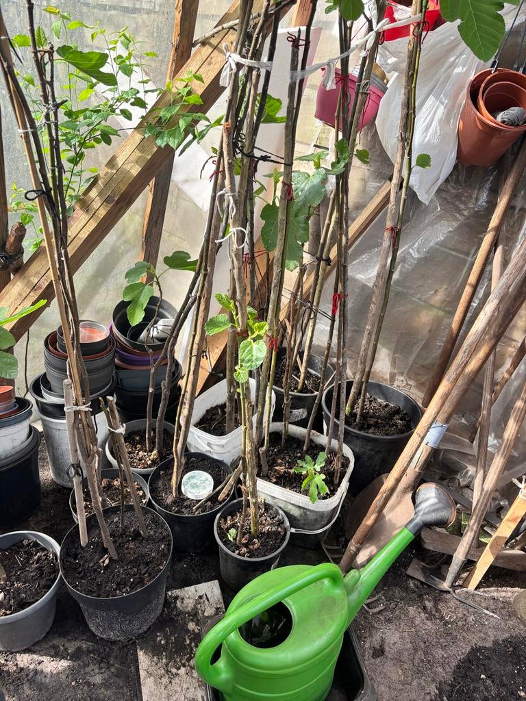 Vijgenbomen in pot - Diverse maten, Ophalen, Lente, Volle zon, In pot