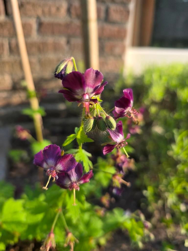 Geranium phaeum, vaste plant biologisch, Ophalen, Overige soorten, Minder dan 100 cm