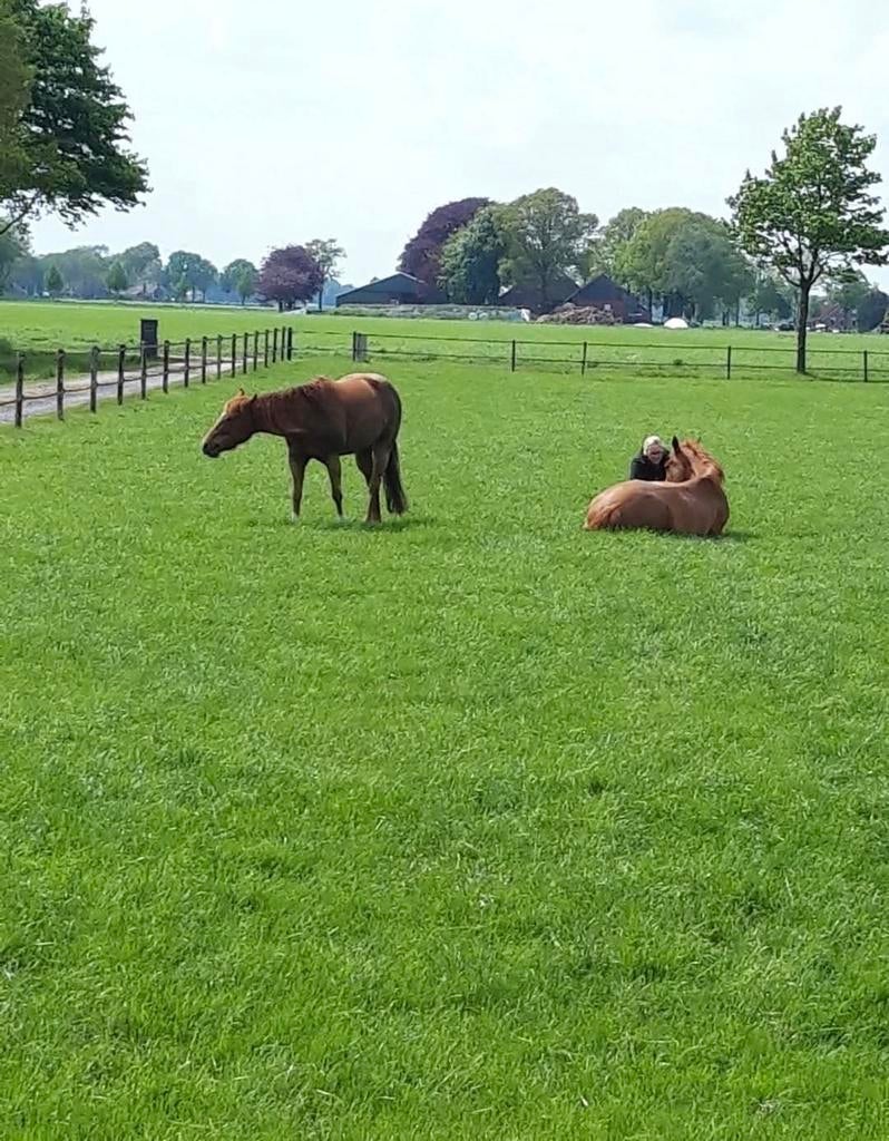 Kleinschalige paarden ponny pension pensioen stalling, Stalling, 1 paard of pony