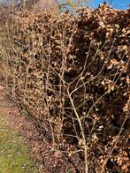 Gratis platen, Tuin en Terras, Planten | Bomen, Ophalen, Halfschaduw, Overige soorten, 100 tot 250 cm