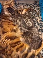 Bengaal kittens, Dieren en Toebehoren, Meerdere dieren, Gechipt, 0 tot 2 jaar