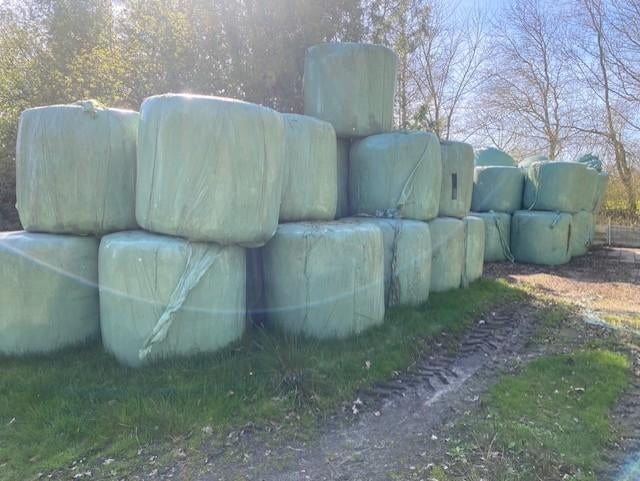 Dikke hooibalen 1,25 x 1,25, Dieren en Toebehoren, Dierenvoeding, Ophalen, Vee