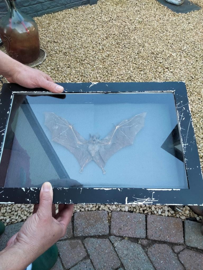 Vleermuis opgezet, Verzamelen, Dierenverzamelingen, Ophalen of Verzenden, Overige soorten, Opgezet dier