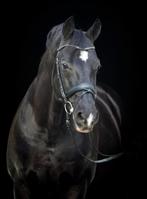 GEZOCHT!!! Jong (spring)paard, Ophalen of Verzenden, Zo goed als nieuw, Springen