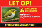 Zosterops simplex (White-eye) | zeldzaam | binnenkort beschi, Meerdere dieren