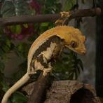 0.1 tangerine lilly white wimpergekko vrouw, Dieren en Toebehoren, Hagedis, 0 tot 2 jaar