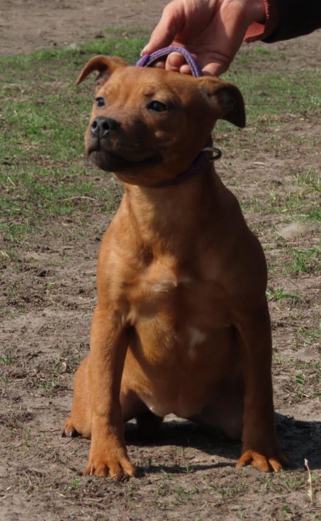 Rood Staffordshire bull terriër teefje beschikbaar, Particulier, 15 weken tot 1 jaar, Buitenland, Teef