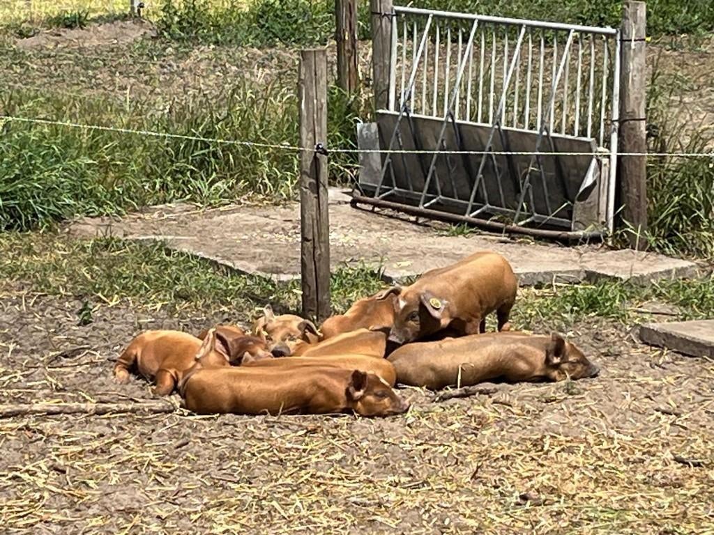 Biggen en/of lammeren voerbak, Dieren en Toebehoren, Schapen, Geiten en Varkens, Meerdere dieren, Varken
