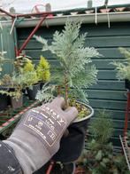 Coniferen te koop - Diverse soorten, vanaf 3 euro per stuk, Tuin en Terras, Overige soorten, Volle zon, Vaste plant, Ophalen of Verzenden