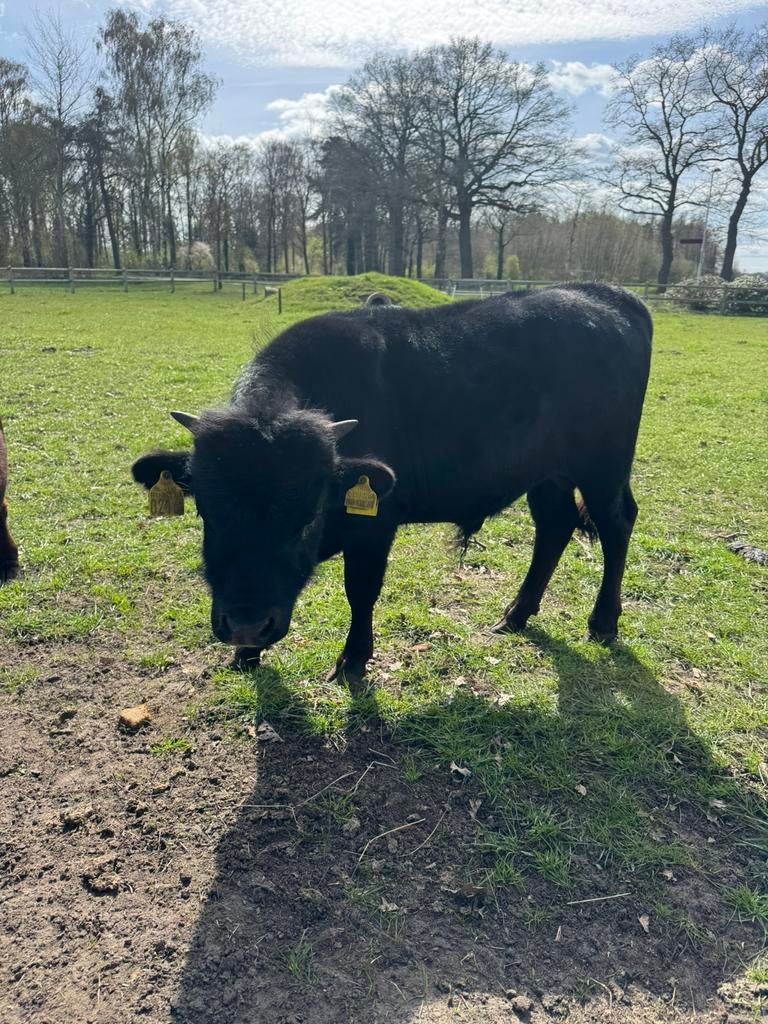 Dahomey minirund stiertje, Dieren en Toebehoren, Runderen, Mannelijk