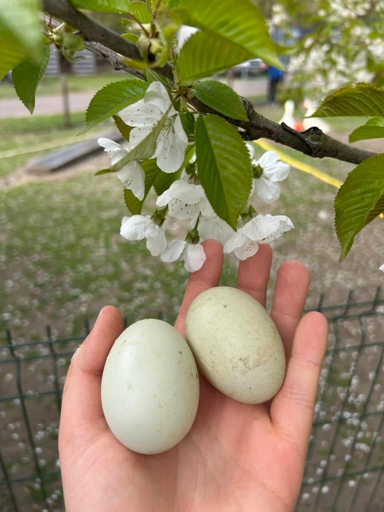 Broedeieren Indische Loopeend ~ RASZUIVER, Dieren en Toebehoren, Pluimvee, Geslacht onbekend, Eend