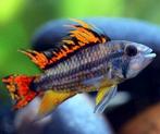 Apistogramma cacatuoides double red - Koidream Valburg, Vis, Zoetwatervis