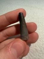 Stolokrosuchus tand, Ophalen of Verzenden, Fossiel