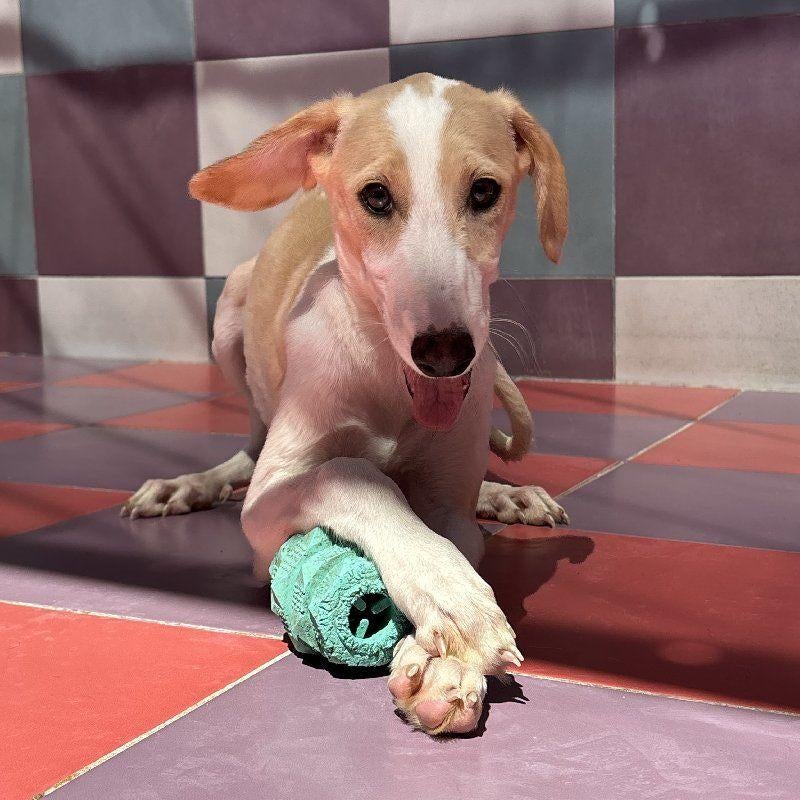 ACE: Salena is zeer sociaal naar mensen en soortgenootjes, Particulier, 15 weken tot 1 jaar, Buitenland, Teef