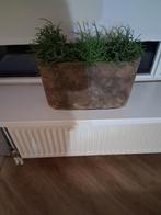 bloempot, Gebruikt, Binnen, Minder dan 40 cm, Aardewerk