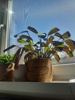 plants, Ophalen, Overige soorten, Halfschaduw, In pot