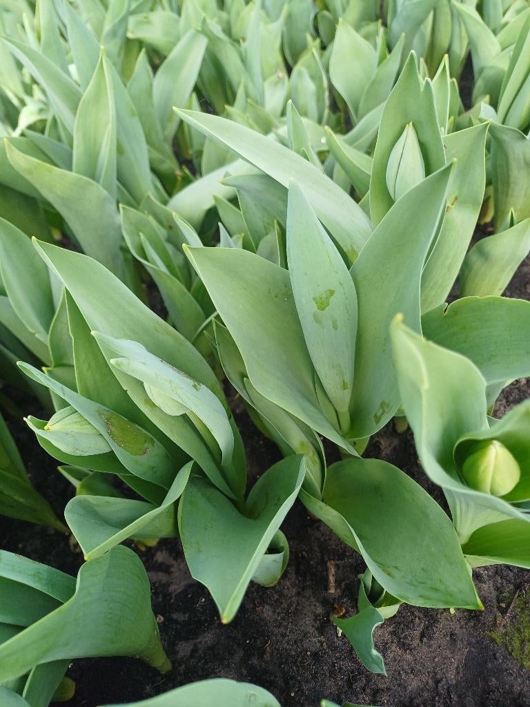 Bos tulpen 10 stuks, Ophalen, Eenjarig, Overige soorten, Volle zon