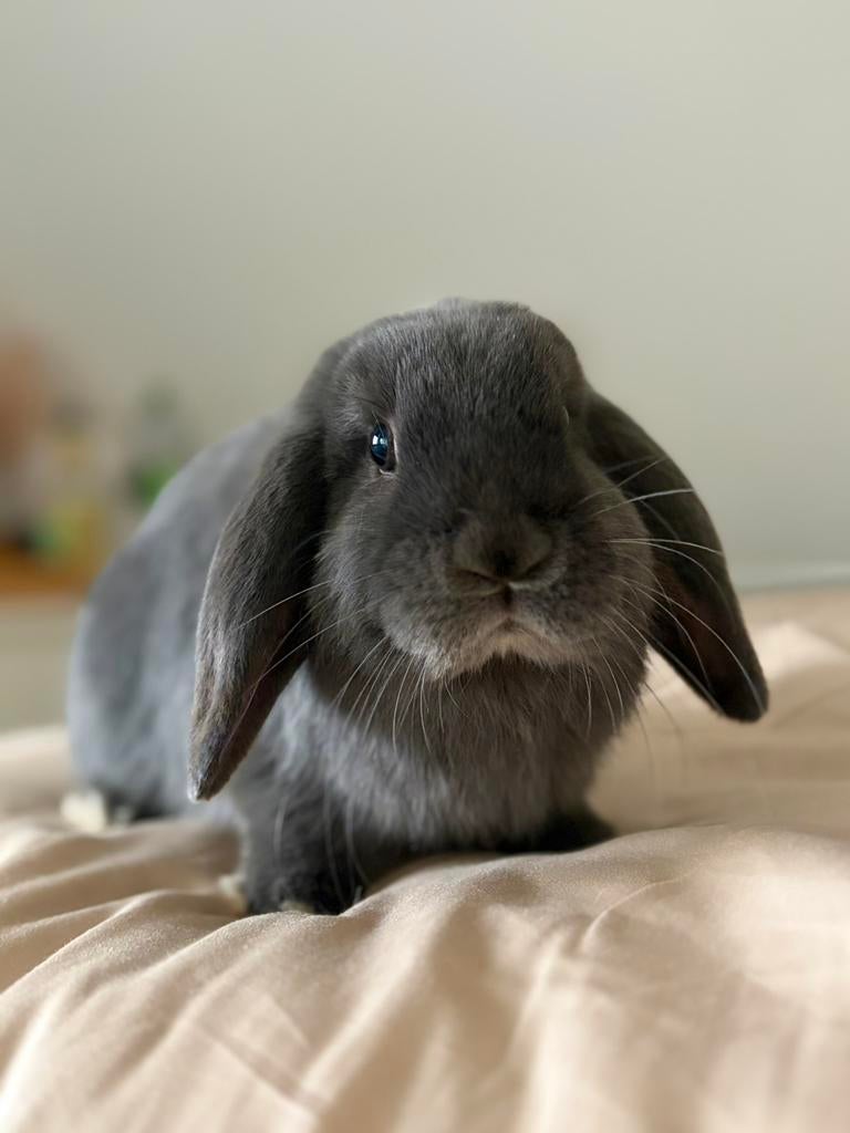 Liefdevol huis gezocht voor 2 konijntjes (koppel), Meerdere dieren, Klein, Hangoor, 0 tot 2 jaar