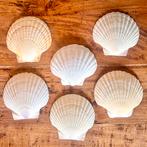 Jacobsschelpen 6 stuks St. Jacobs schelpen, Ophalen of Verzenden, Schelp(en)