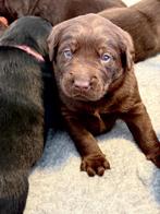 Labrador met een kwart Friese Stabij pups, Dieren en Toebehoren, 8 tot 15 weken, Labrador retriever, Parvo, Meerdere