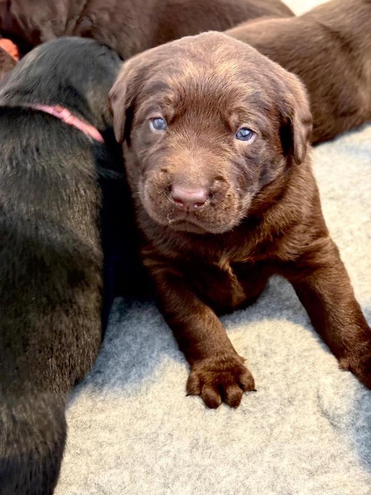 Labrador met een kwart Friese Stabij pups, Dieren en Toebehoren, Honden | Retrievers, Spaniëls en Waterhonden, Meerdere dieren