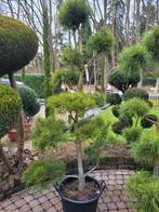 Pinus Sylvestris Pon Pon Bonsai 150-180cm, Bloeit niet, Overige soorten, 100 tot 250 cm, Ophalen