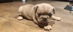 Franse bulldog, Parvo, België, Particulier, 8 tot 15 weken
