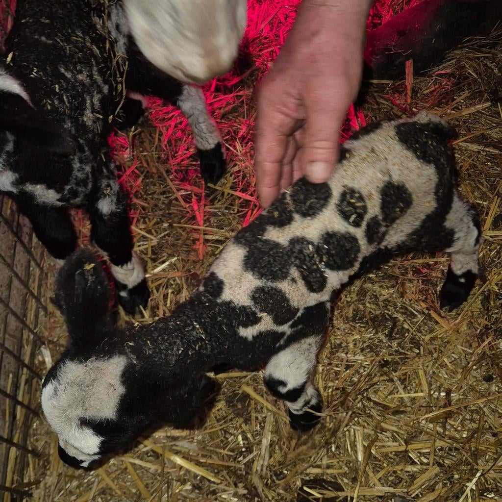 Leblam fleslam potlam  bont ooi lam, Vrouwelijk, Schaap
