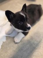 Welsh Corgi cardigan, Parvo, 8 tot 15 weken, Meerdere, Nederland