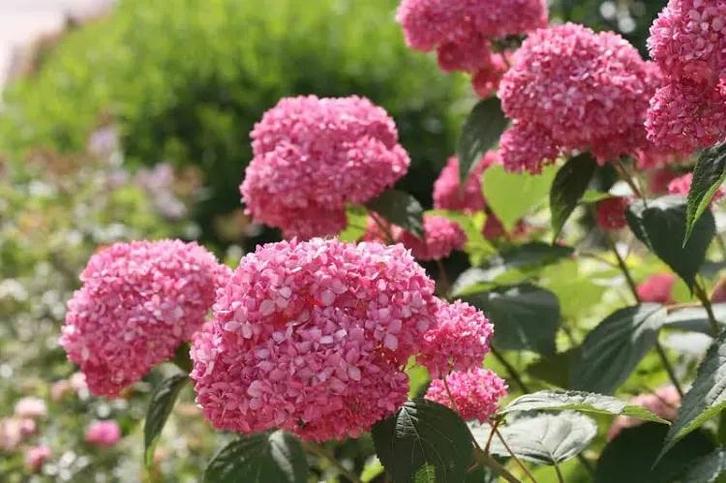 Hydrangea arbo. Pink Annabelle, Tuin en Terras, Planten | Tuinplanten, Overige soorten, Halfschaduw, Ophalen